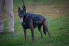 221B Tactical Titan Vest - Level IIIA K - 9 Body Armor - Bulletproof Zone